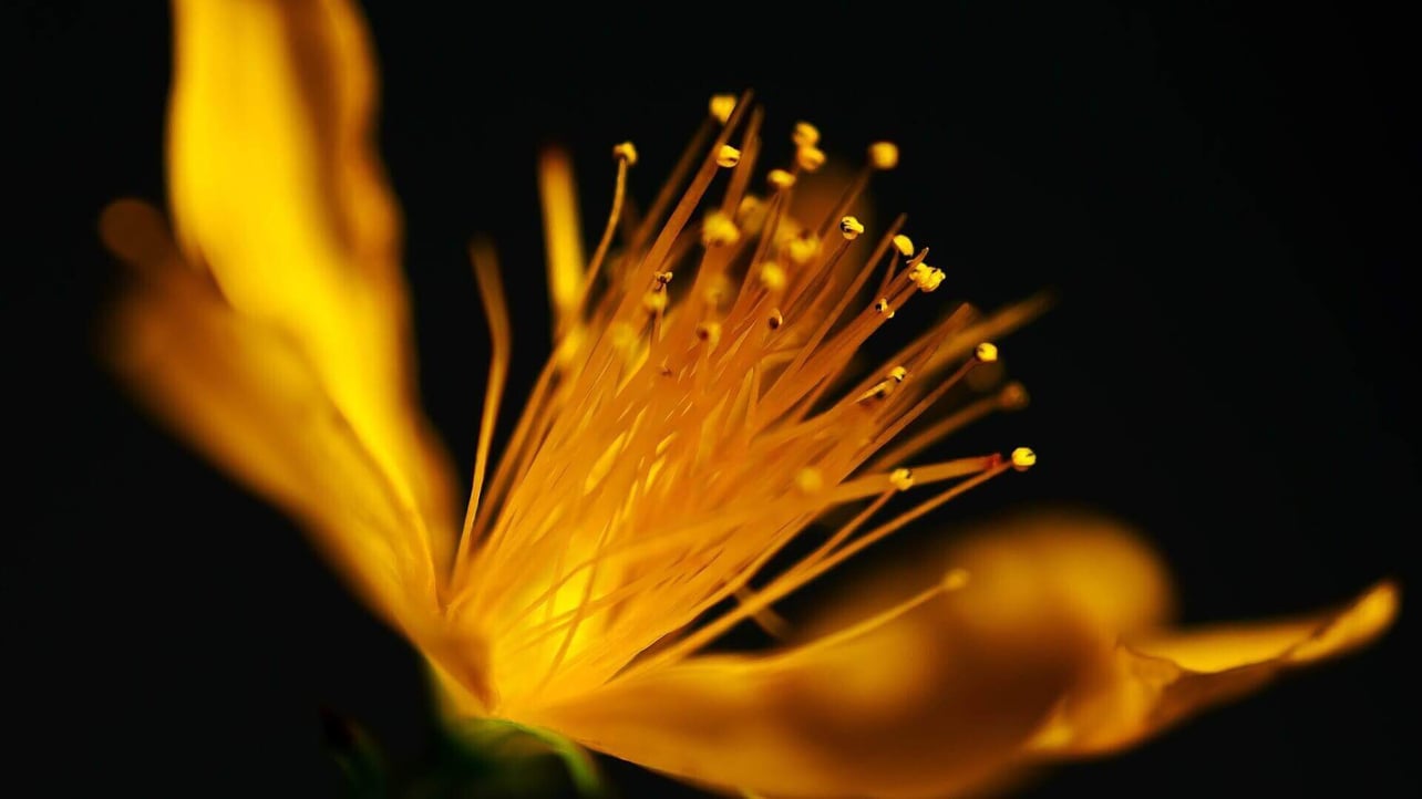 rim lighting photo sample macro