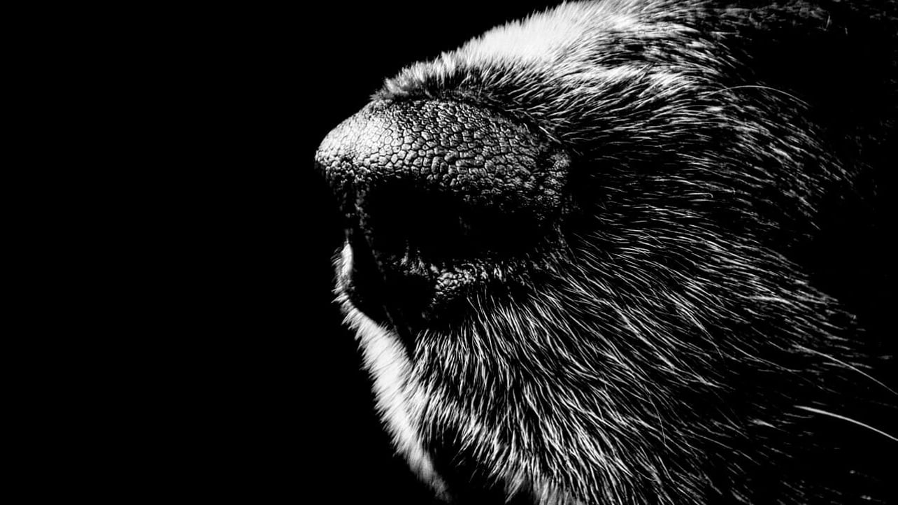 3d Printed Dog S Nose Improves Effectiveness Of Explosive