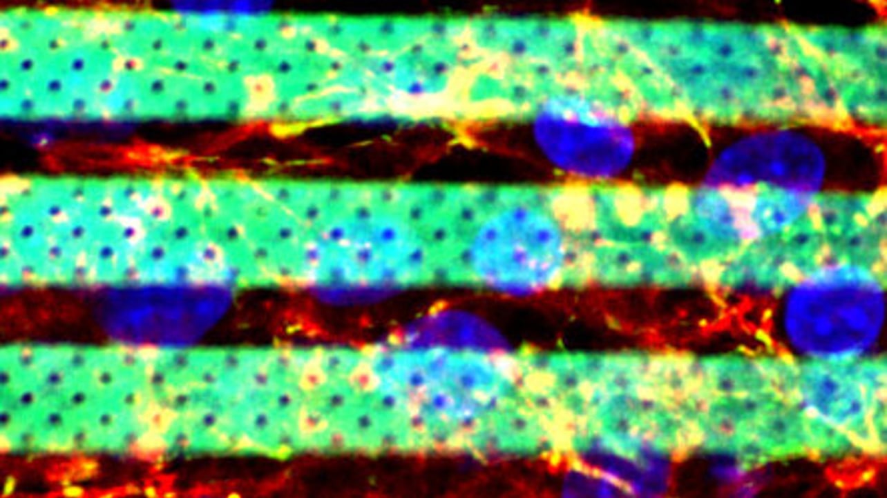 Researchers 3d Print Accurate Microfluidic Model Of The Blood