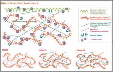 基于透明質(zhì)酸（HyStem）的水凝膠的示意圖。