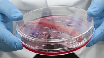 WFIRM develops more than 30 different tissues and organs
