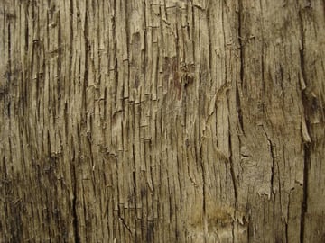 texture blender trees