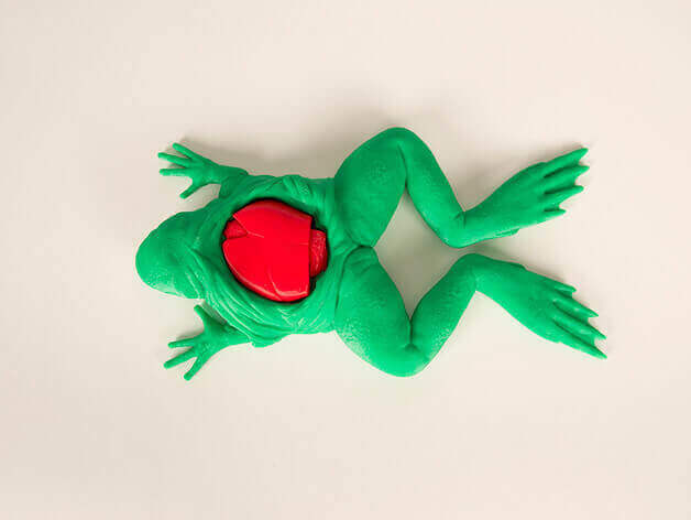 frog_dissection