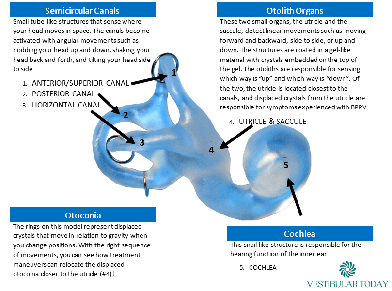 How 3d Printing And Scanning Technologies Can Relieve Vertigo All3dp