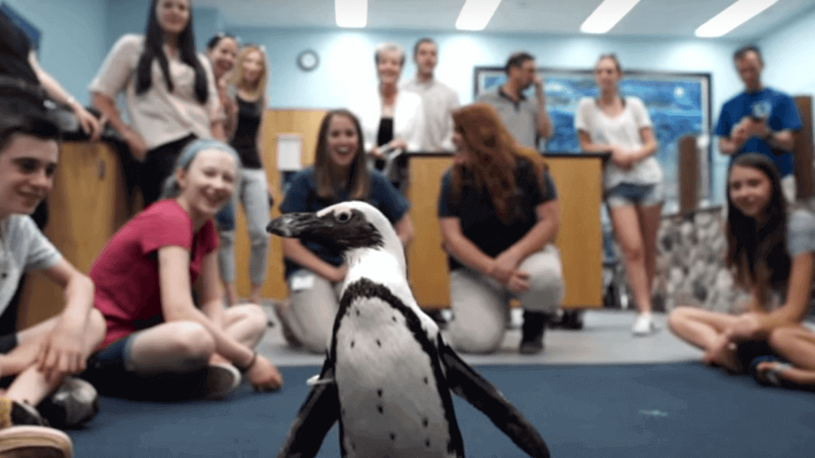 Featured image of Schoolkids Help Purps the Penguin Walk Again with 3D Printing