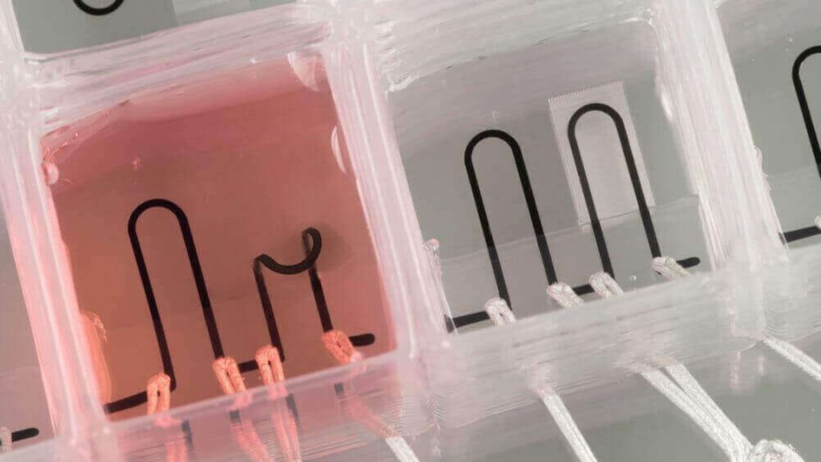 Featured image of Harvard Researchers 3D Print Heart-on-a-Chip