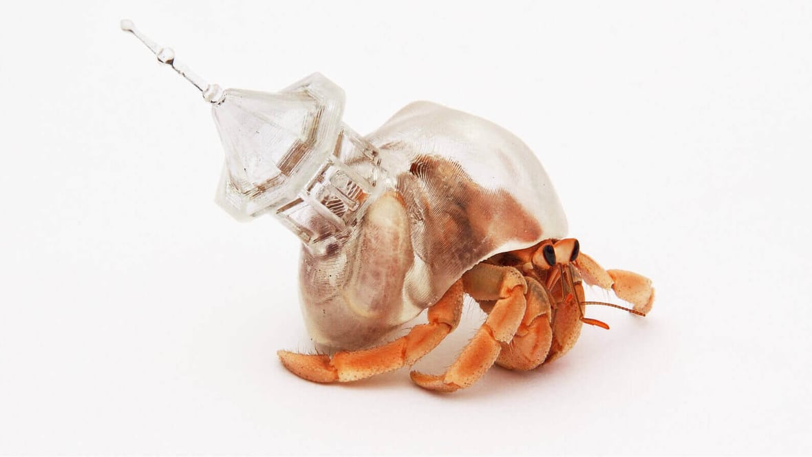 Featured image of Hermit Crab Lives in 3D Printed Shells Made by Artist