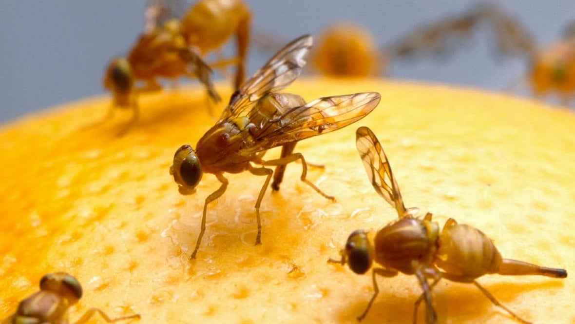 Featured image of Researchers Invent 3D Printed Robot Lab to Study Fruit Flies