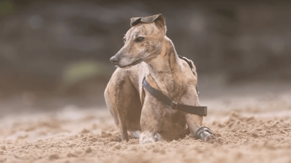 Featured image of Millie the Greyhound is First Dog in Australia to Receive a 3D Printed Prosthetic Leg