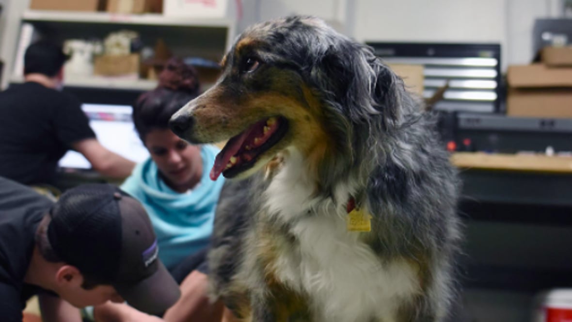 Featured image of Australian Sheepdog Receives Prosthetic Paw Thanks to 3D Printing