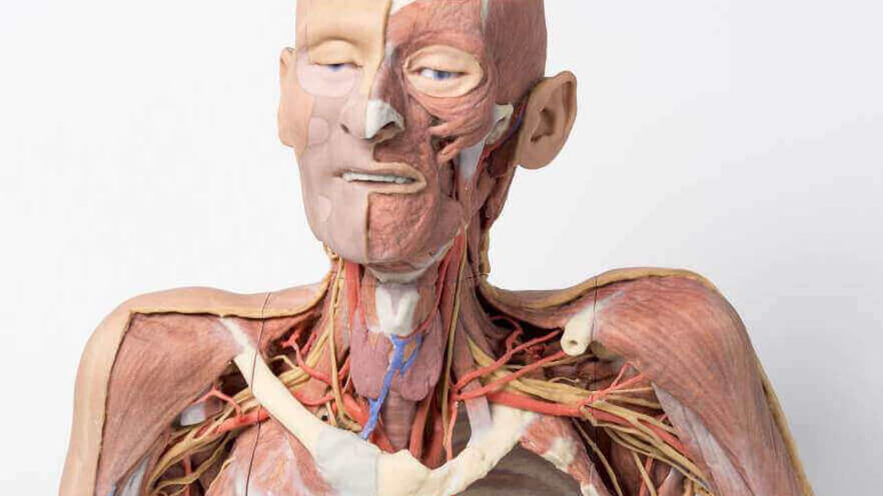Featured image of 3D Printed Cadavers to Modernize Human Anatomy Study