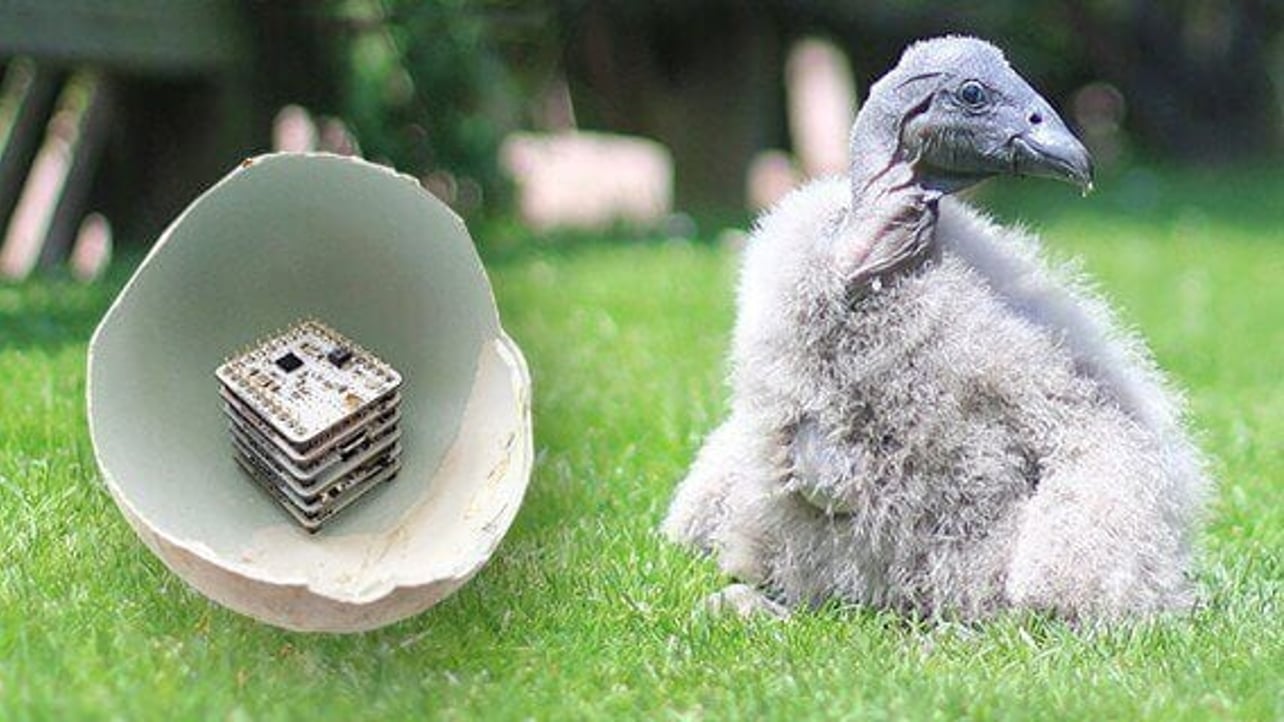 Featured image of 3D Printed Eggs Could Save Vultures from Extinction
