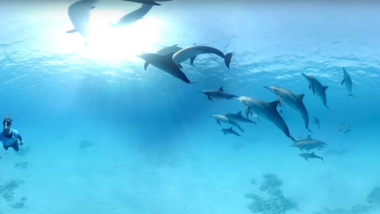 Featured image of Swimming With Dolphins Goes Cruelty-free Thanks to Waterproof VR Googles