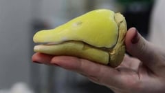 Featured image of Animal Avengers Use 3D Printing to Save Victoria the Goose