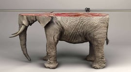 Featured image of IFAW Awareness Campaign 3D Prints Endangered Animals