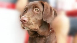 Featured image of Cute Labrador Puppy Gets New 3D Printed Tooth