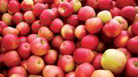 Featured image of Biomaterial From Apple Waste Leads to Medical Breakthrough