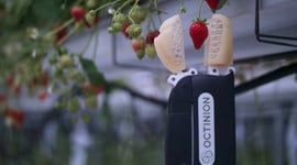 Featured image of This 3D Printed Robot Picks Strawberries Better than Humans