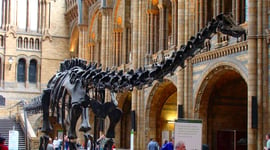 Featured image of Touch a 3D Printed Dinosaur Skull During the UK “Dippy” Tour
