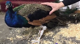 Featured image of Peacock Gets 3D Printed Prosthetic Leg from Random Reddit User
