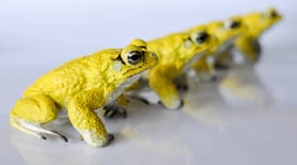 Featured image of 3D Printed RoboToads Help Explain Mating Habits