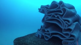 Featured image of 3D Printed Reefs May Offer Hope to Restore Dying Coral Reefs Worldwide
