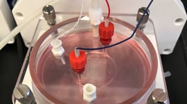 Featured image of BioLife4D Successfully 3D Prints Human Cardiac Patch