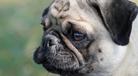 Featured image of 3D Printed Models Teach Children the Dangers of Short-Nosed Dog Breeds