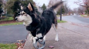 Featured image of 3D printed prosthetics for animals: Not as common as you think