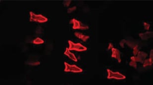 Featured image of 3D Printed Microfish can Seek and Destroy Liquid Toxins