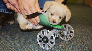 Featured image of 3D Printed Puppy Wheelchair for Teeny Tumbles