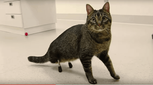 Featured image of Vincent the Cat Can Walk Thanks to 3D Printing