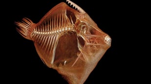Featured image of ScanAllFish Project Turning World’s Fish into 3D Scans