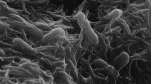 Featured image of 3D Printed Bacteria May Lead to Custom Graphene Materials