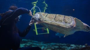 Featured image of San Diego Aquarium Repairs Sea Turtle’s Shell