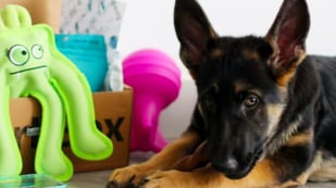 Featured image of Startup Bark Uses 3D Printing to Prototype Dog Toys