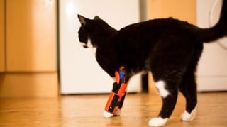 Featured image of Pet Owner Makes 3D Printed Orthosis For Disabled Cat
