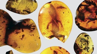 Featured image of Trapped in Amber, World’s Oldest Chameleon is Scanned and Printed
