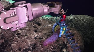 Featured image of Researchers 3D Print Soft Robotic Manipulators to Investigate Fragile Deep-Sea Life
