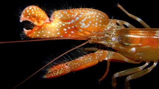 Featured image of Researchers 3D Print Shrimp Claw to Generate Underwater Plasma