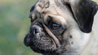 Featured image of 3D Printed Models Teach Children the Dangers of Short-Nosed Dog Breeds