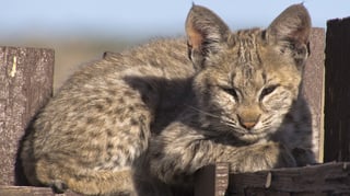 Featured image of Bobcat Kittens Receive 3D Printed Tracker Collars to Improve Tracking of Population