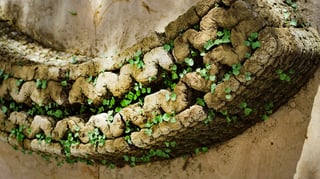 Featured image of 3D Printed Mud Walls & Pots That Sprout