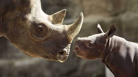 Featured image of 3D Printed Rhino Horns to Deter Ivory Poaching?