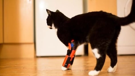Featured image of Pet Owner Makes 3D Printed Orthosis For Disabled Cat