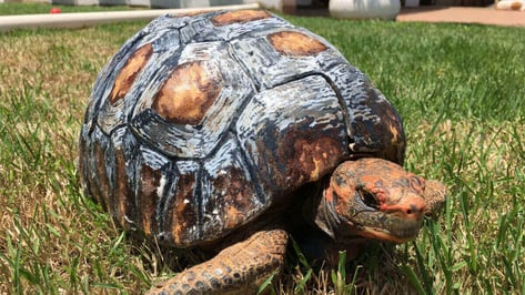 Featured image of “Freddy” Receives Hand-Painted 3D Printed Tortoise Shell
