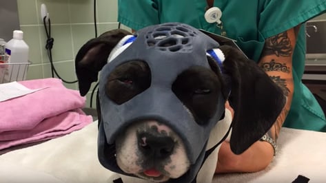 Featured image of Puppy’s Life Saved by 3D Printed Mask After Attack by Savage Dog