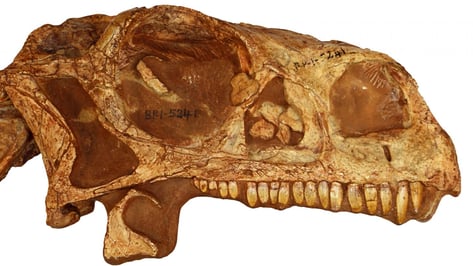 Featured image of Researcher 3D Prints 200-Million-Year-Old Dinosaur Skull