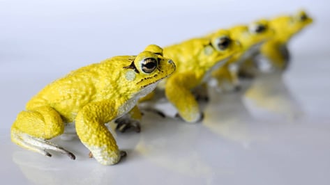 Featured image of 3D Printed RoboToads Help Explain Mating Habits