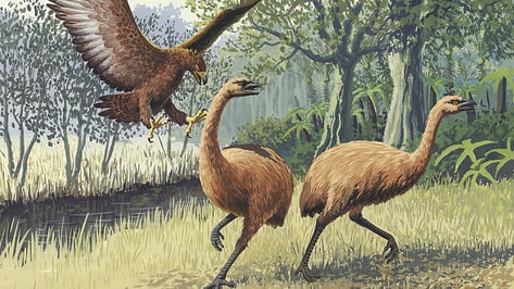 Featured image of Giant 3D Printed Bones Help Students Learn About Extinct Moa Birds